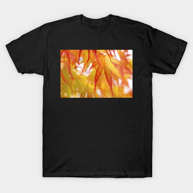 Autumn Acer Leaves T-Shirt by heidiannemorris